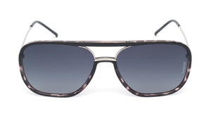 Kingsley (Black Tortoise)
